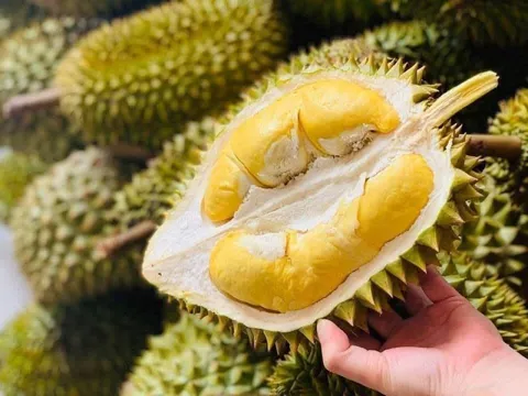 Học theo bầu Đức, một DN cao su trên sàn cũng trồng sầu riêng thu 1 vốn 6 lời