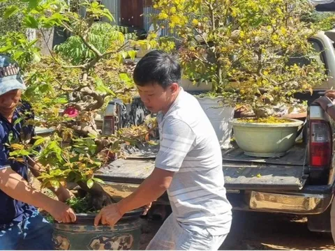 Dịch vụ chăm mai sau Tết hút khách