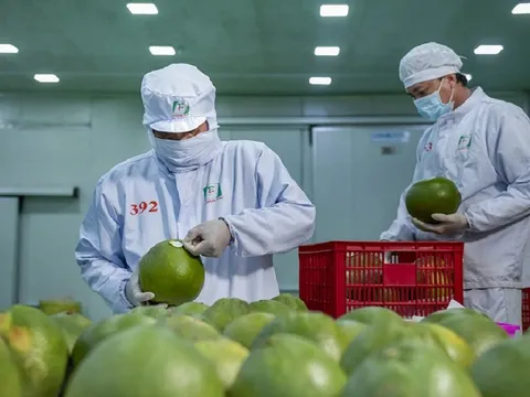 Xuất khẩu rau quả: Tín hiệu tích cực ngay từ đầu năm 2024