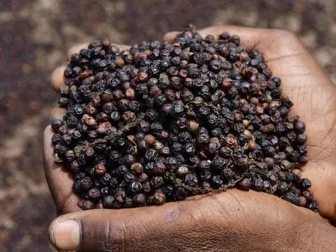 Gần 20 tỉnh của Việt Nam trồng “vàng đen” triệu USD khiến Trung Quốc thích mê, hơn 100 nước đặt hàng