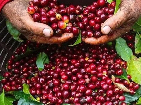 Xuất khẩu cà phê tháng đầu năm tăng mạnh