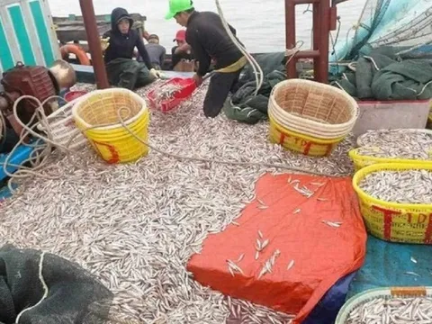 Trúng đậm “lộc trời” ngư dân Quảng Bình bất ngờ thu trăm triệu sau 1 đêm