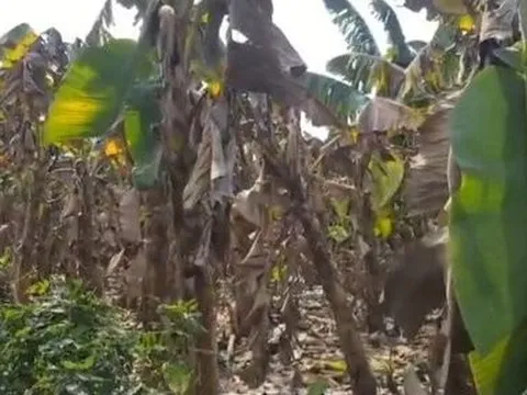 Đồng Nai: Kết luận vụ chuối thối rễ, cháy lá không phải do phân bón