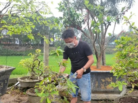 Đà Nẵng: Nhà vườn tất bật chăm mai sau Tết