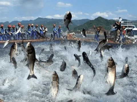 Tiền đổ mạnh vào Nhóm thuỷ sản, cổ phiếu VHC, ANV, ASM tím hàng loạt: Điều gì đang xảy ra?