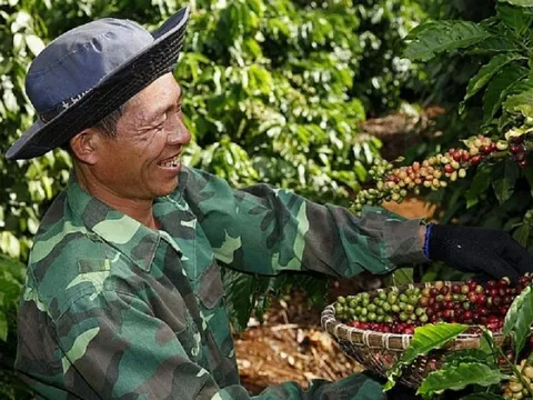 Giá cà phê xuất khẩu biến động do sức ép nguồn từ Brazil