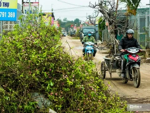 Làng Nhật Tân tất bật ‘hồi sinh’ đào sau Tết