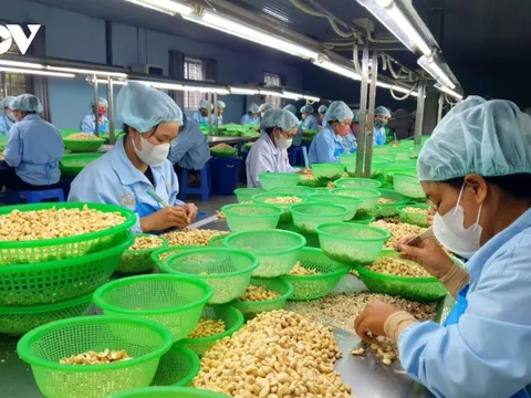 Doanh nghiệp ngành điều “tự gõ vào chân mình" vì “tranh mua-tranh bán”