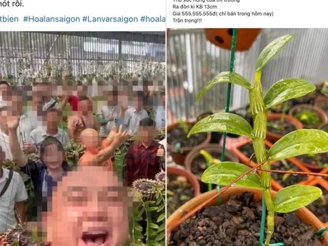 Lan đột biến nóng trở lại, giá hàng trăm triệu đồng: Dân buôn đang giăng bẫy?