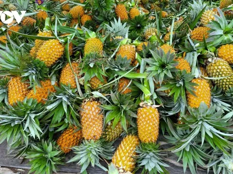 Giá khóm ở Hậu Giang tăng cao nhưng thiếu hụt nguồn cung