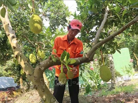 Giá mít Thái sau Tết tăng mạnh