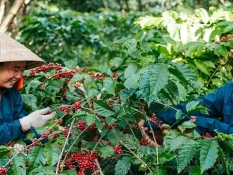 Cà phê tăng giá, nông dân vui mừng, doanh nghiệp lo lắng