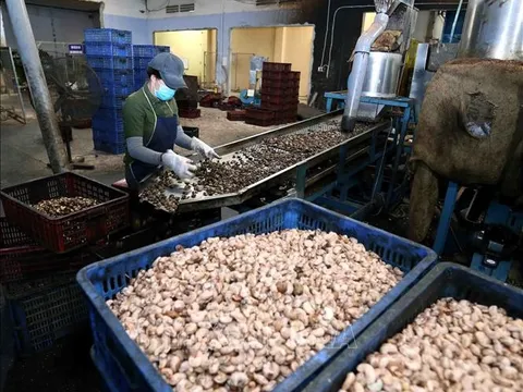 Hoá giải nghịch lý trong chuỗi cung ứng điều