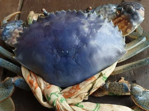 Lão nông ở Cà Mau bắt được cua biển xanh tím độc lạ