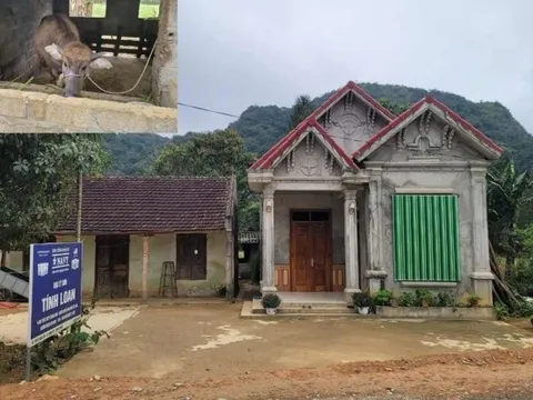 Chủ tịch xã lên tiếng vụ trâu bò được cấp cho hộ nghèo "lạc" vào nhà bí thư thôn