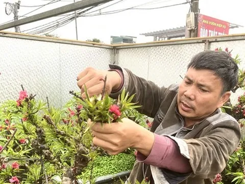 Đào 'khủng' đi đâu, về đâu sau vụ Tết sóng gió?