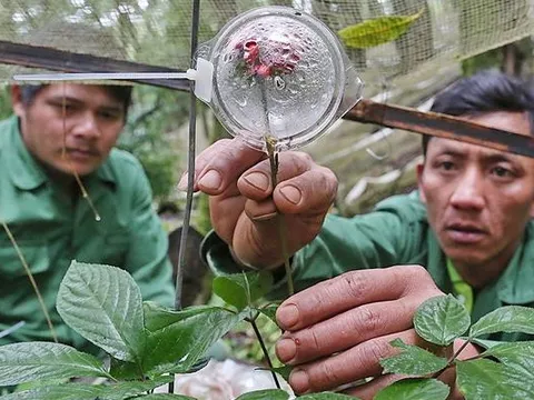 Loài cây được coi là “quốc bảo” của Việt Nam: Giá có thể lên tới hàng tỷ đồng, một vụ trộm lớn mới xảy ra
