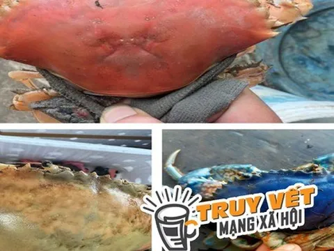 Cua biển Cà Mau có nhiều màu sắc "độc lạ" do đột biến gen?