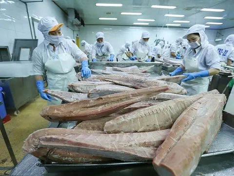 Nhiều lực cản, cá ngừ Việt Nam vẫn bứt tốc trong tháng đầu năm 2024