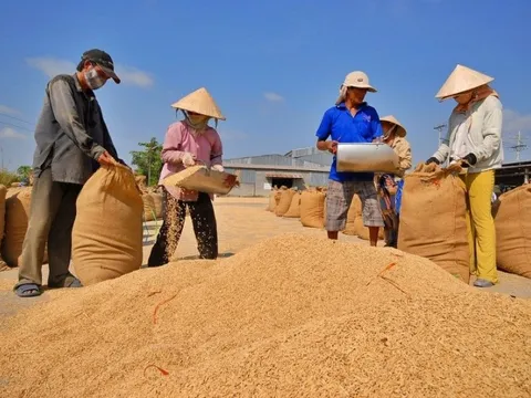Xu thế giảm của giá gạo sẽ không thể kéo dài