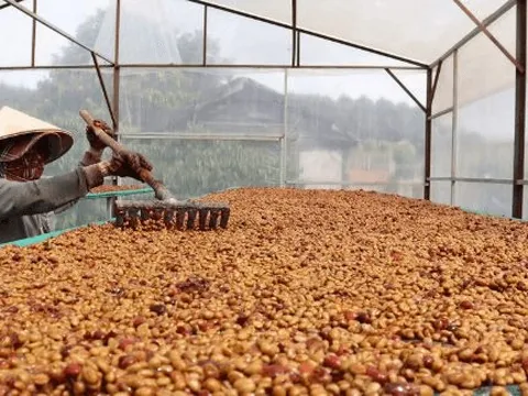 Một mặt hàng đặc sản của Việt Nam được Nhật Bản gom hàng gấp 3 lần trong tháng đầu năm: Châu Âu cực kỳ ưa chuộng, nước ta có năng suất đứng đầu thế giới