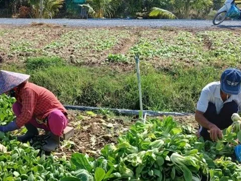 Rau màu mất giá, nông dân không có lãi
