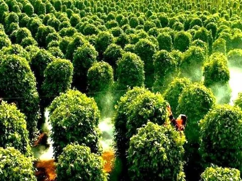 Đức bất ngờ săn lùng hàng trăm tấn 'vàng trên cây' của Việt Nam: tăng nhập khẩu hơn 400%, giá lập đỉnh giúp người dân trúng đậm