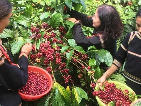 Giá cà phê cao kỷ lục, nông dân thắng lớn