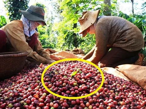 Chỉ trong 60 ngày, một mặt hàng giúp Việt Nam thu về gần 1,4 tỷ USD, kỳ vọng lập kỷ lục mới năm 2024