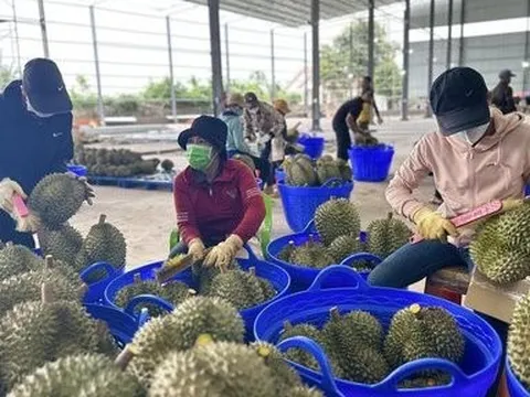 Sầu riêng được mùa giá cao, chú trọng đảm bảo chất lượng