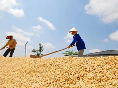 Thị trường gạo diễn biến phức tạp, Thủ tướng chỉ đạo theo dõi sát