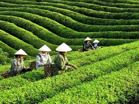 Xuất khẩu chè tăng trưởng và bài toán mở rộng miếng bánh thị phần