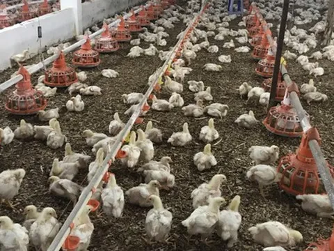 Hơn 2.890 cơ sở phải kiểm kê khí nhà kính, bất ngờ có chăn nuôi