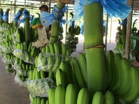 Bầu Đức tăng diện tích trồng chuối và sầu riêng lên 11.000 ha