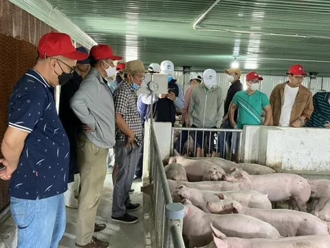 HAGL: Bán hơn 40.000 con heo vẫn không đạt doanh thu như kỳ vọng