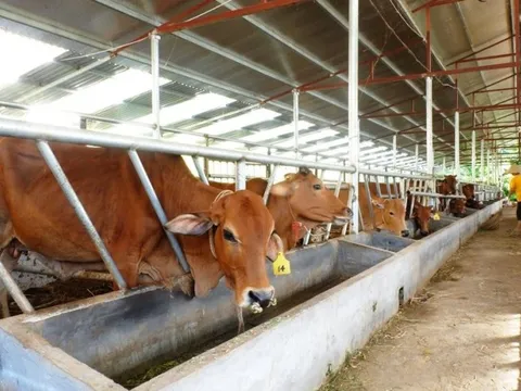 VCCI: Kiểm kê khí nhà kính, thêm gánh nặng cho doanh nghiệp chăn nuôi