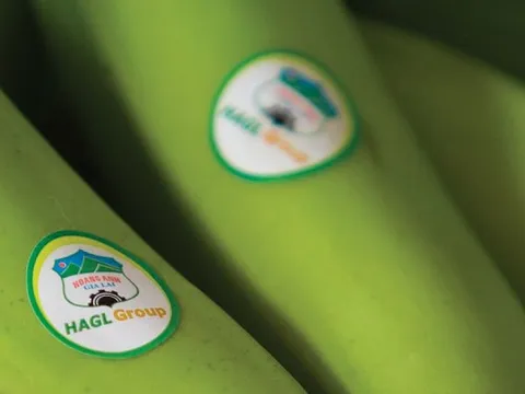 HAGL thu hơn 17 tỷ mỗi ngày nhờ trồng chuối nuôi heo, kỳ vọng doanh thu 2 quý cuối năm tăng đột biến nhờ sầu riêng