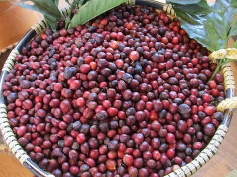 Giá cà phê liên tục lập kỷ lục, nông dân ngủ mơ cũng thấy cà phê tăng giá