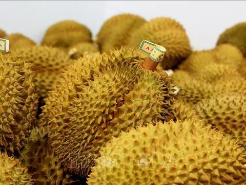 Thêm 27 mã vùng trồng sầu riêng xuất khẩu