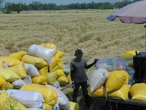 Khổ như nông dân bị cò 'ép giá' lúa