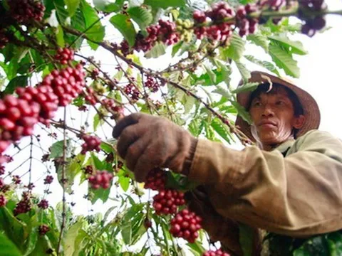 Giá cà phê vượt 90.000 đồng/kg, mức cao chưa từng có