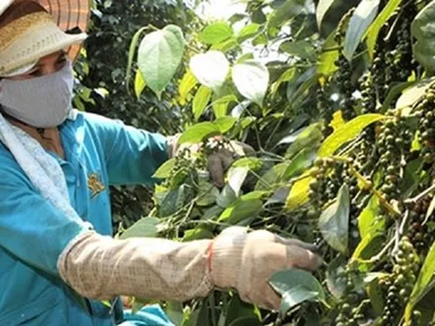 Hồ tiêu xuất khẩu tăng trưởng 2 con số: Ghi dấu trên "bản đồ gia vị" thế giới