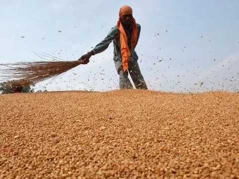 Một loại nông sản từ Brazil vào Việt Nam bất ngờ tăng nóng hơn 28.000%: Nước ta nhập khẩu nửa triệu tấn trong tháng 1, Nga thống trị thị trường toàn cầu năm 2023
