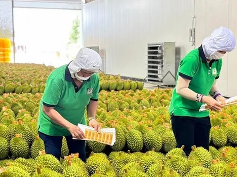Lý do Việt Nam tăng mạnh xuất khẩu rau quả sang Trung Quốc
