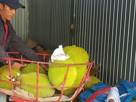 Mít Thái tăng giá mạnh, nông dân lãi lớn