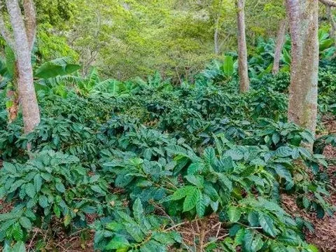 Giá rẻ bất ngờ, Thái Lan săn lùng một mặt hàng của Việt Nam trong tháng 1: Xuất khẩu tăng hơn 1.200%, nước ta áp đảo thế giới về nguồn cung