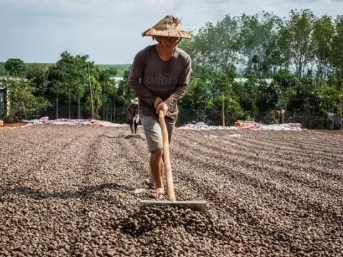 Một mặt hàng từ Campuchia vào Việt Nam tăng đột biến 24 lần trong tháng 2, là ‘cứu tinh’ hiếm hoi giúp Việt Nam thống trị toàn cầu ngành hàng này