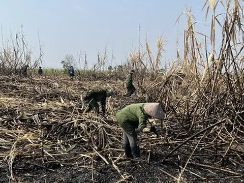 Cao điểm nắng hạn và nỗi lo mía cháy tại Gia Lai