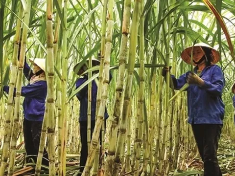Gia hạn rà soát trong chống lẩn tránh phòng vệ thương mại đường mía