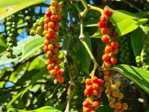 Hồ tiêu lập đỉnh giá, nông dân Gia Lai phấn khởi vào vụ thu hoạch